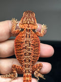 RM811, male, possible het trans, 75% Red Monster bearded dragon for sale