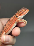 RM811, male, possible het trans, 75% Red Monster bearded dragon for sale