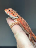 RM811, male, possible het trans, 75% Red Monster bearded dragon for sale