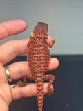 RM455 female, 100% Red Monster, het hypo, leatherback