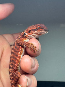 RM455 female, 100% Red Monster, het hypo, leatherback