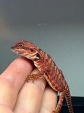 RM455 female, 100% Red Monster, het hypo, leatherback