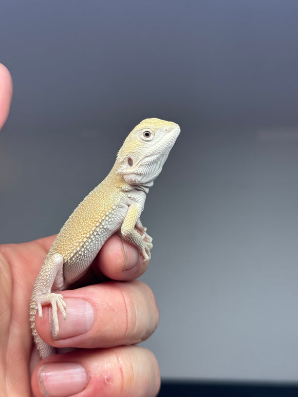 #1190 male, hypo, Witblits, het zero