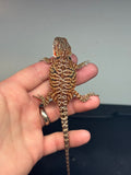 RM458 female, 50% Red Monster, het hypo, tiger, leatherback, possible het zero/witblits