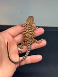 RM458 female, 50% Red Monster, het hypo, tiger, leatherback, possible het zero/witblits