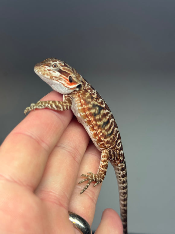 RM458 female, 50% Red Monster, het hypo, tiger, leatherback, possible het zero/witblits