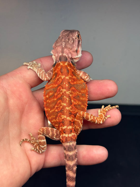 RM459 female, 50% red monster, het hypo, tiger, leatherback