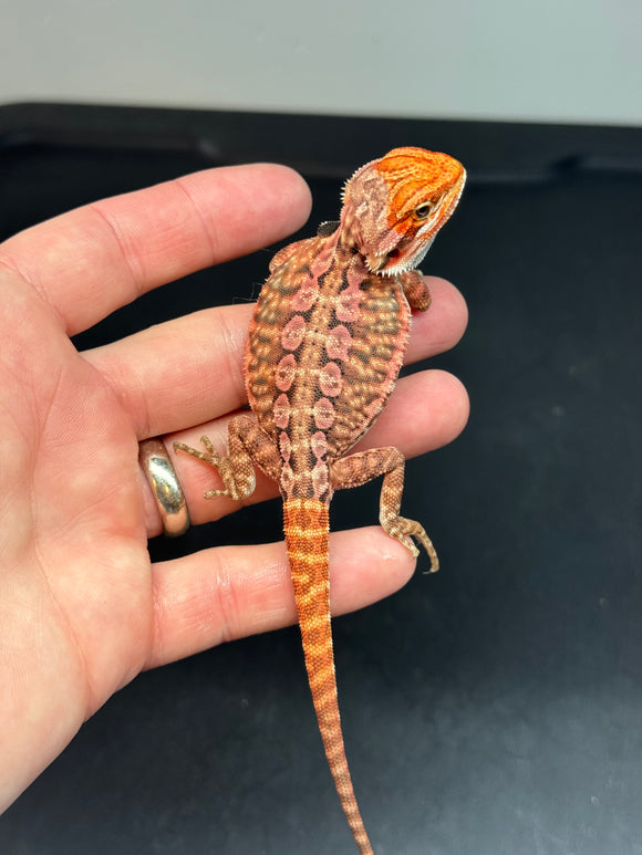 RM461 female, 50% Red Monster,  het hypo, tiger, leatherback