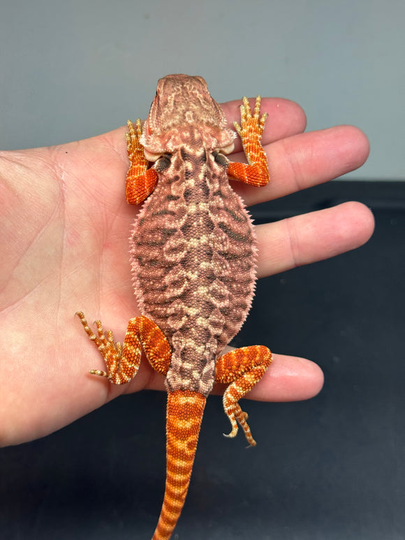 RM464 female, 50% Red Monster, het hypo, tiger leatherback