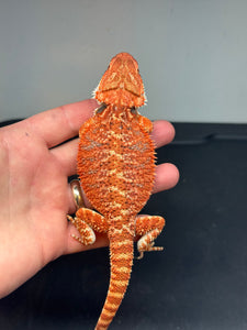 RM466 female, 50% Red Monster, het hypo