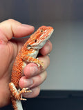 RM466 female, 50% Red Monster, het hypo