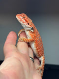 RM466 female, 50% Red Monster, het hypo