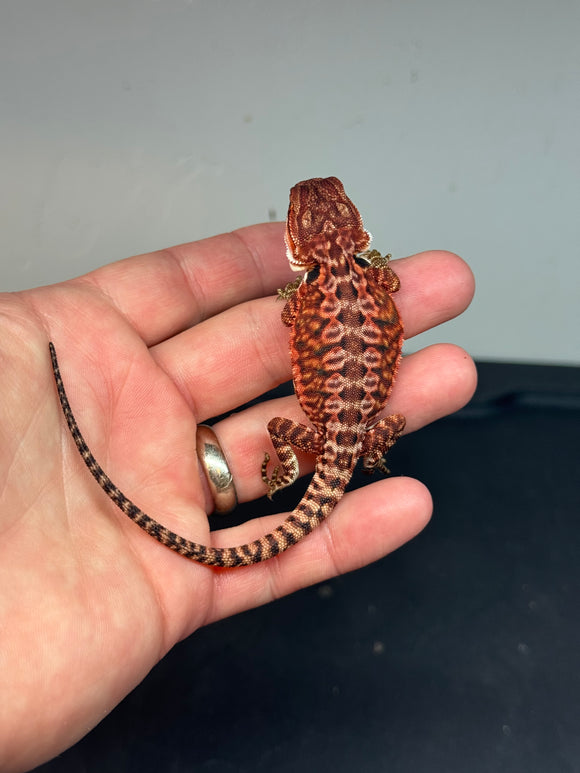 RM467 female, 100% Red Monster, het hypo, leatherback