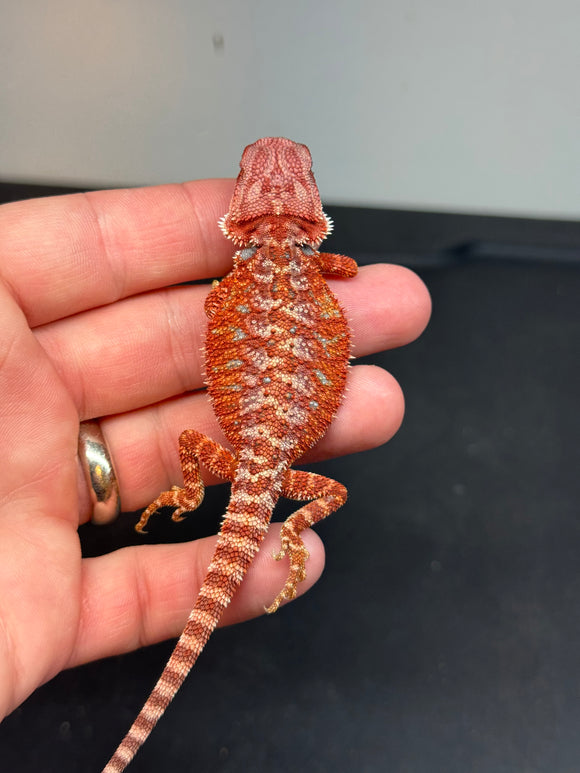 RM468 female, 100% Red Monster, hypo