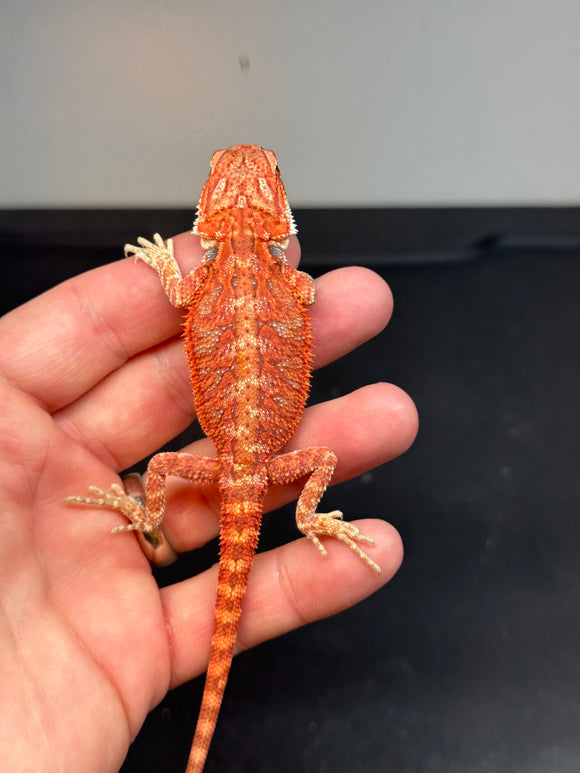 RM469 female, 50% Red Monster, hypo