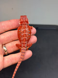 RM470 female, 100% Red Monster, hypo