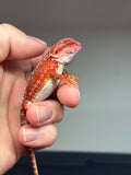 RM470 female, 100% Red Monster, hypo