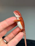 RM470 female, 100% Red Monster, hypo