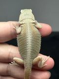 #1460, female, hypo, trans, possible het zero, Witblits Bearded dragon for sale