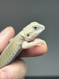 #1460, female, hypo, trans, possible het zero, Witblits Bearded dragon for sale