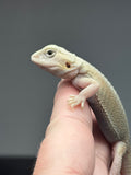 #1460, female, hypo, trans, possible het zero, Witblits Bearded dragon for sale