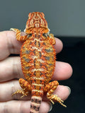 RM825, male, possible het hypo, 75% Red Monster bearded dragon for sale