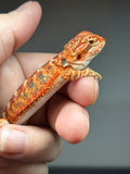 RM825, male, possible het hypo, 75% Red Monster bearded dragon for sale