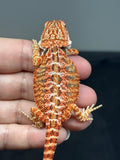 RM826, female, possible het hypo, 75% Red Monster bearded dragon for sale