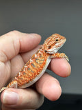 RM826, female, possible het hypo, 75% Red Monster bearded dragon for sale