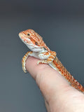 RM826, female, possible het hypo, 75% Red Monster bearded dragon for sale