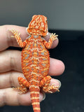 RM827, male, hypo, 75% Red Monster bearded dragon for sale