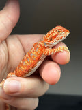RM827, male, hypo, 75% Red Monster bearded dragon for sale