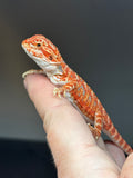 RM827, male, hypo, 75% Red Monster bearded dragon for sale