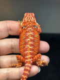 RM828, female, hypo, 75% Red Monster bearded dragon for sale