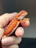 RM828, female, hypo, 75% Red Monster bearded dragon for sale