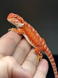 RM828, female, hypo, 75% Red Monster bearded dragon for sale