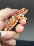 RM829, male, possible het hypo, 75% Red Monster bearded dragon for sale