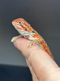 RM829, male, possible het hypo, 75% Red Monster bearded dragon for sale