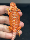 RM830, male, hypo, 75% Red Monster bearded dragon for sale