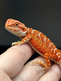 RM830, male, hypo, 75% Red Monster bearded dragon for sale