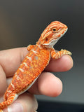 RM830, male, hypo, 75% Red Monster bearded dragon for sale