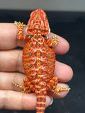 RM832, female, possible het hypo, 75% Red Monster bearded dragon for sale