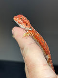 RM832, female, possible het hypo, 75% Red Monster bearded dragon for sale