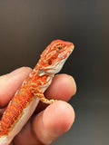 RM832, female, possible het hypo, 75% Red Monster bearded dragon for sale