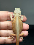 #1470, female, hypo, trans, leatherback, possible het zero, Witblits Bearded dragon for sale