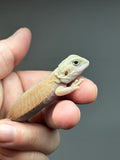 #1470, female, hypo, trans, leatherback, possible het zero, Witblits Bearded dragon for sale