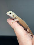 #1470, female, hypo, trans, leatherback, possible het zero, Witblits Bearded dragon for sale