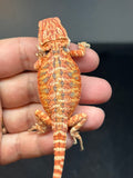 RM837, male, hypo, 75% Red Monster bearded dragon for sale