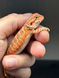 RM837, male, hypo, 75% Red Monster bearded dragon for sale