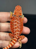 RM838, female, hypo, 75% Red Monster bearded dragon for sale